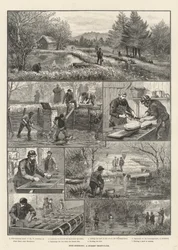 Fischzucht, eine Forellenfarm in Surrey